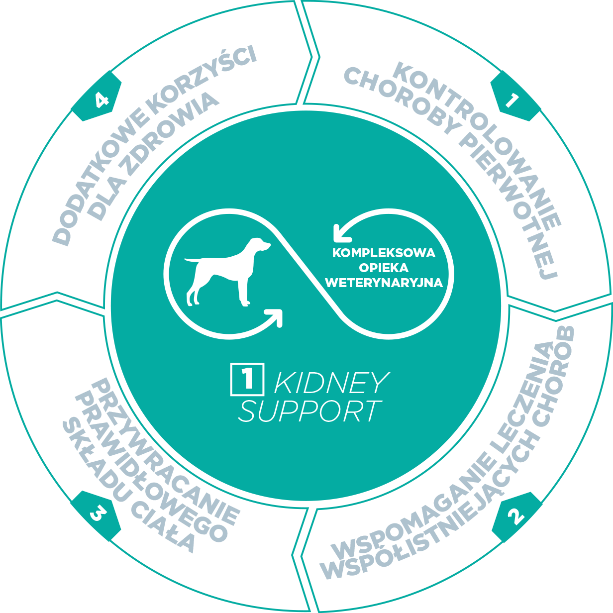 Dog-Kidney-1-PL.png